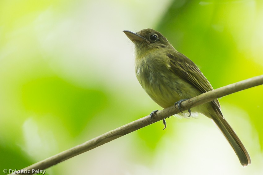Western Olivaceous Flatbill - ML206207151