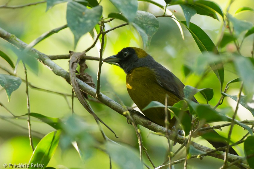 Dusky-faced Tanager - ML206207161