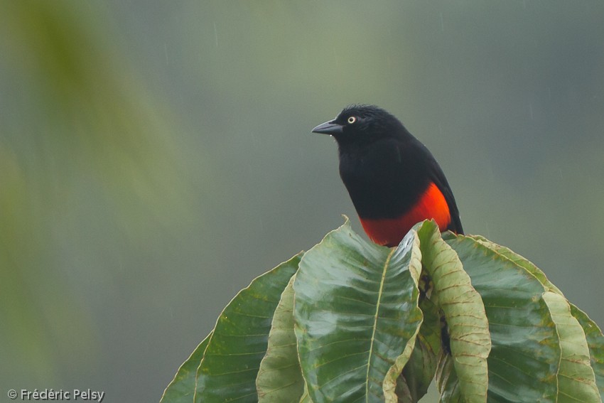 Red-bellied Grackle - ML206207171