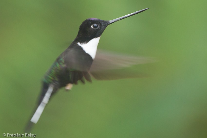 Collared Inca (Collared) - ML206207201