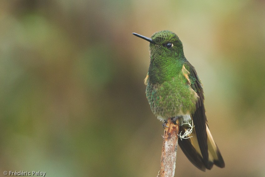 Buff-tailed Coronet - ML206207211