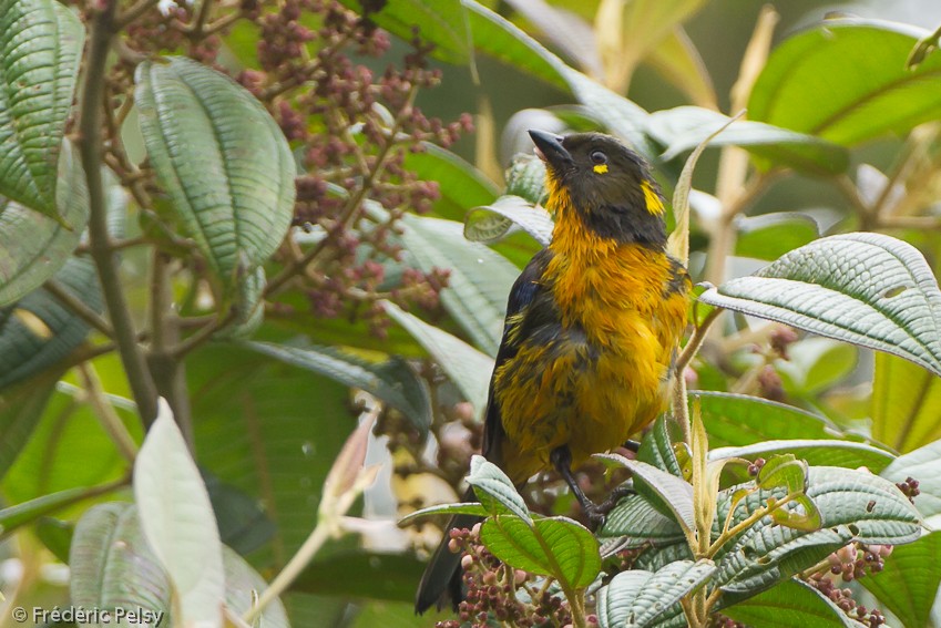 Lacrimose Mountain Tanager - ML206207241