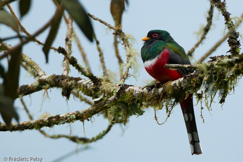 Maskeli Trogon - ML206207271