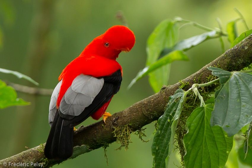 Andean Cock-of-the-rock - ML206207281