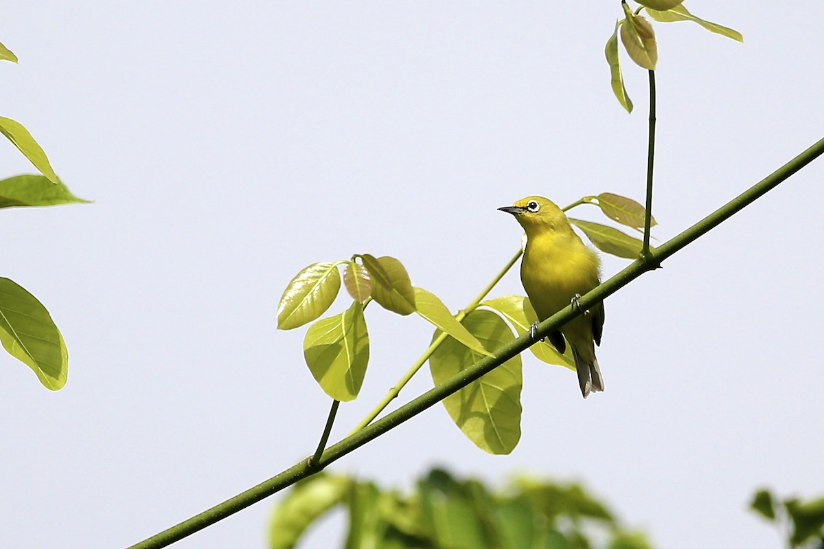 Northern Yellow White-eye - Stu Elsom