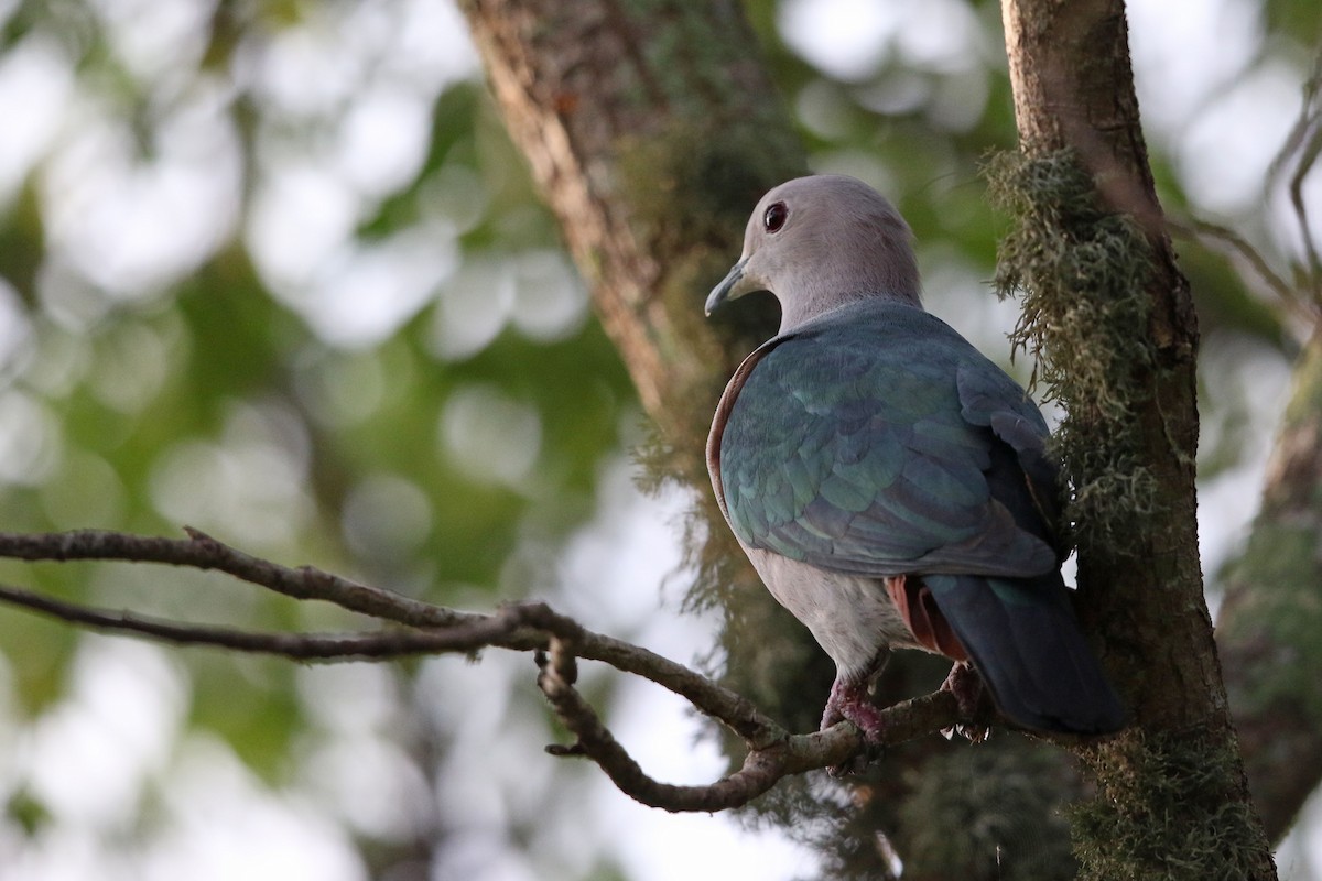 Green Imperial-Pigeon - Stu Elsom