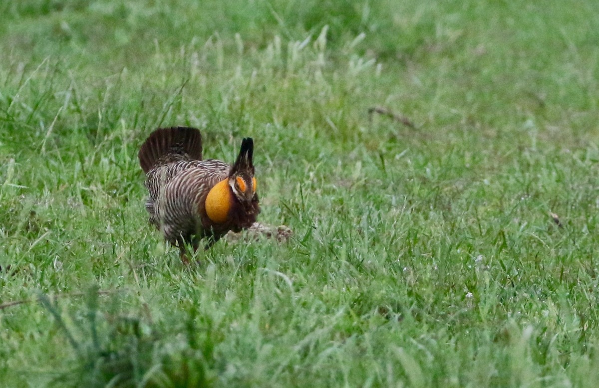 Greater Prairie-Chicken (Attwater's) - ML206207811