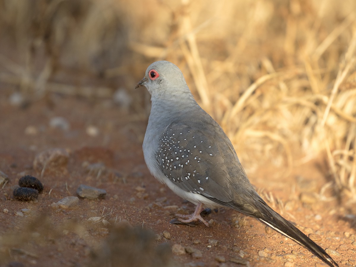 Diamond Dove - ML206207901