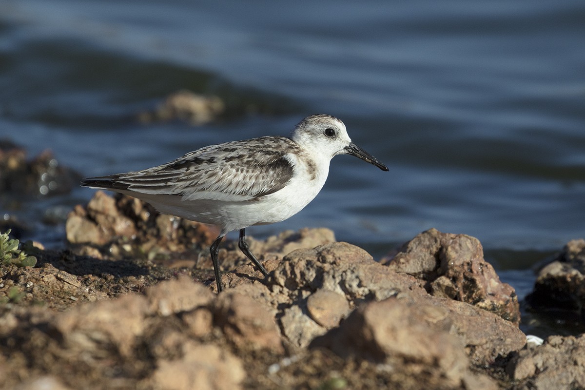 Sanderling - ML206207951