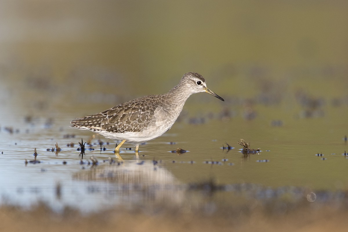 Bruchwasserläufer - ML206207961