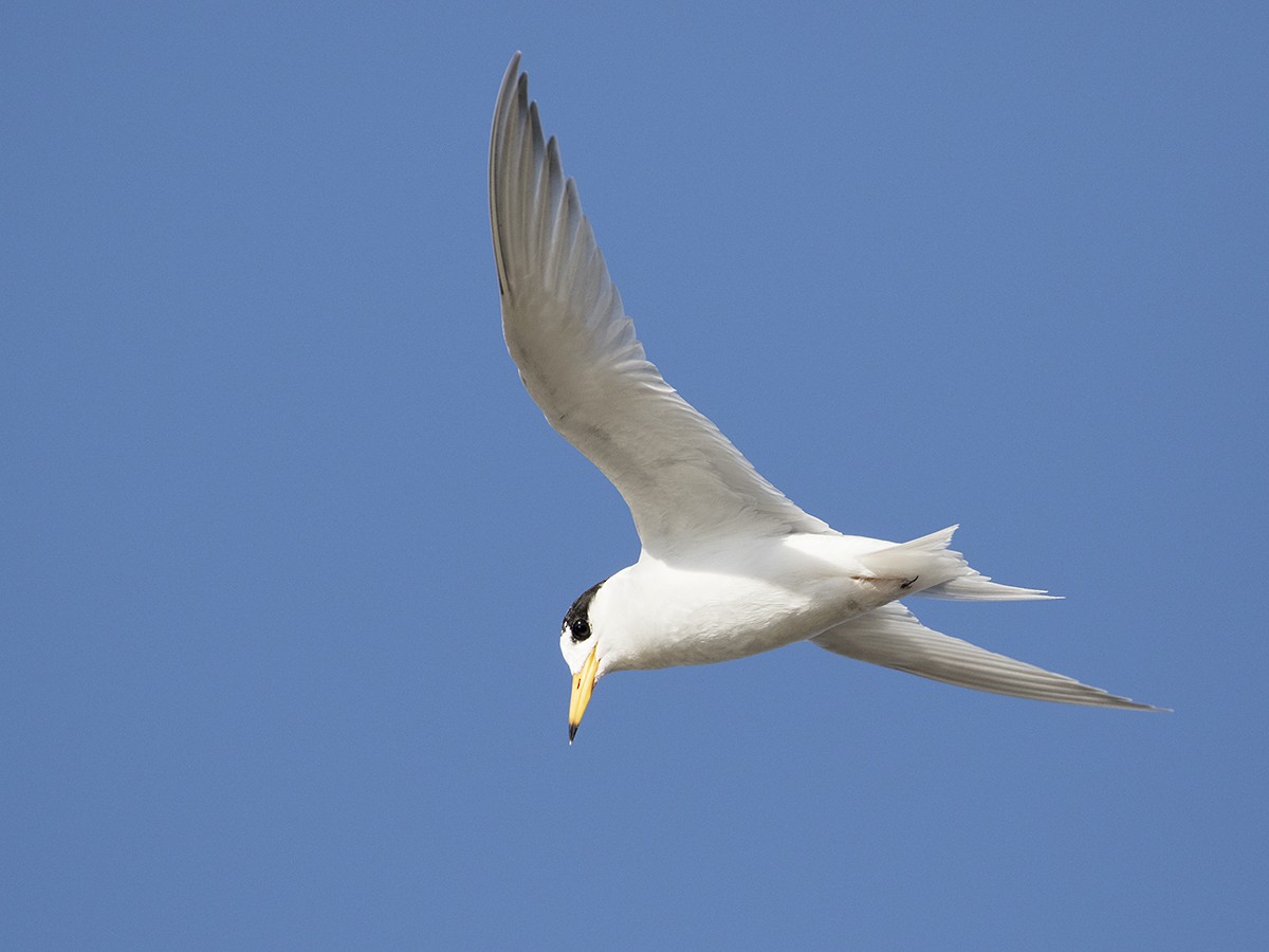 Australian Fairy Tern - ML206208031