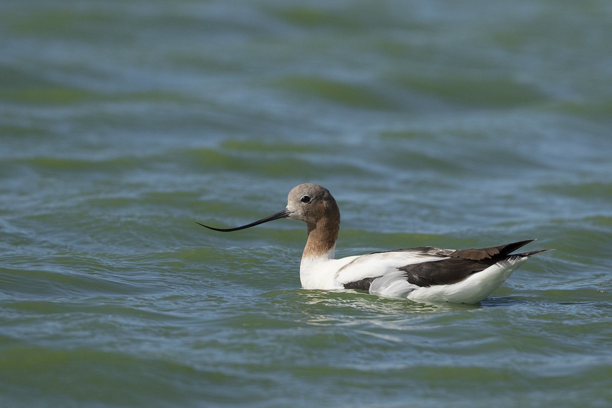 Avoceta Australiana - ML206208161