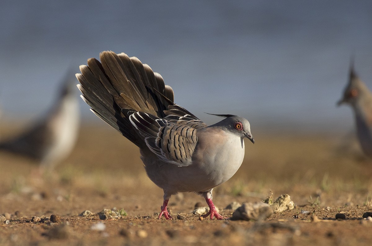 Crested Pigeon - Leslie George