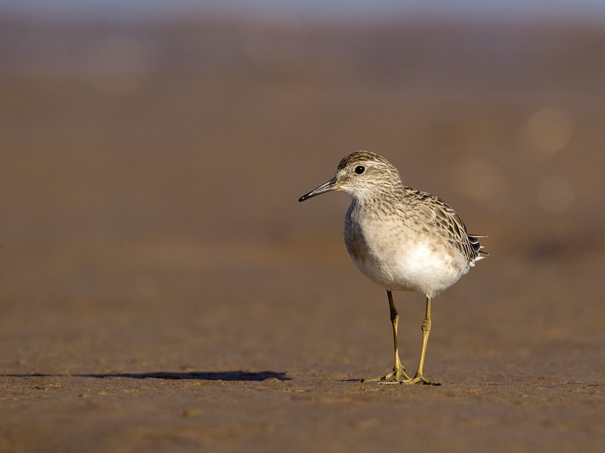 Sharp-tailed Sandpiper - ML206208221