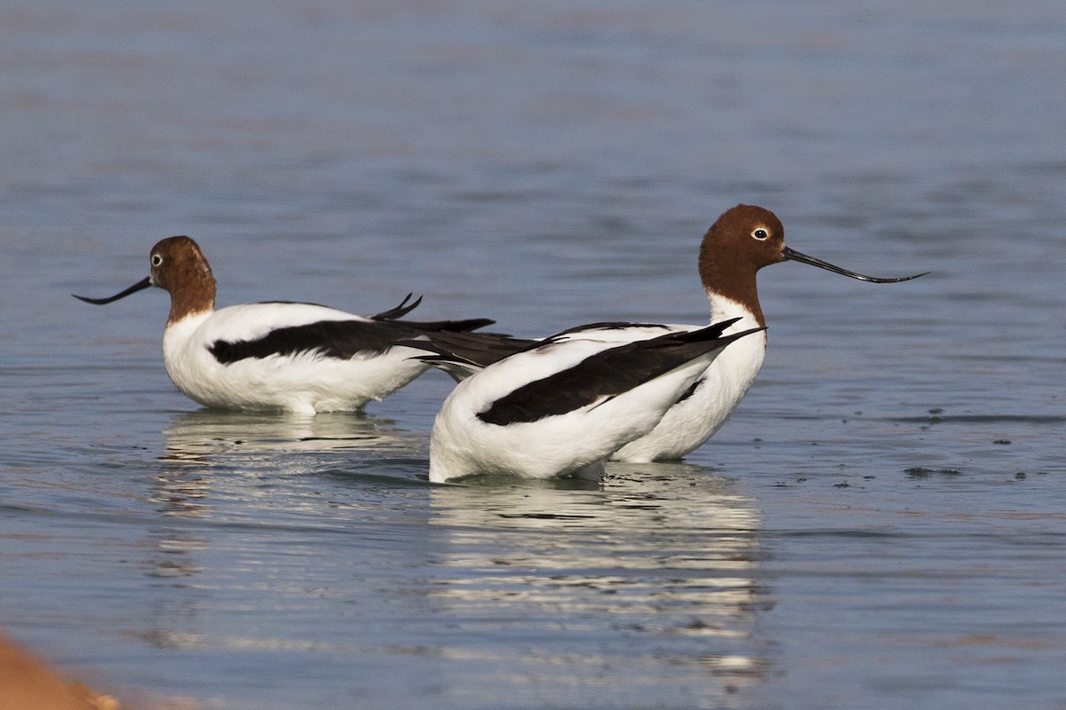 Avoceta Australiana - ML206208241