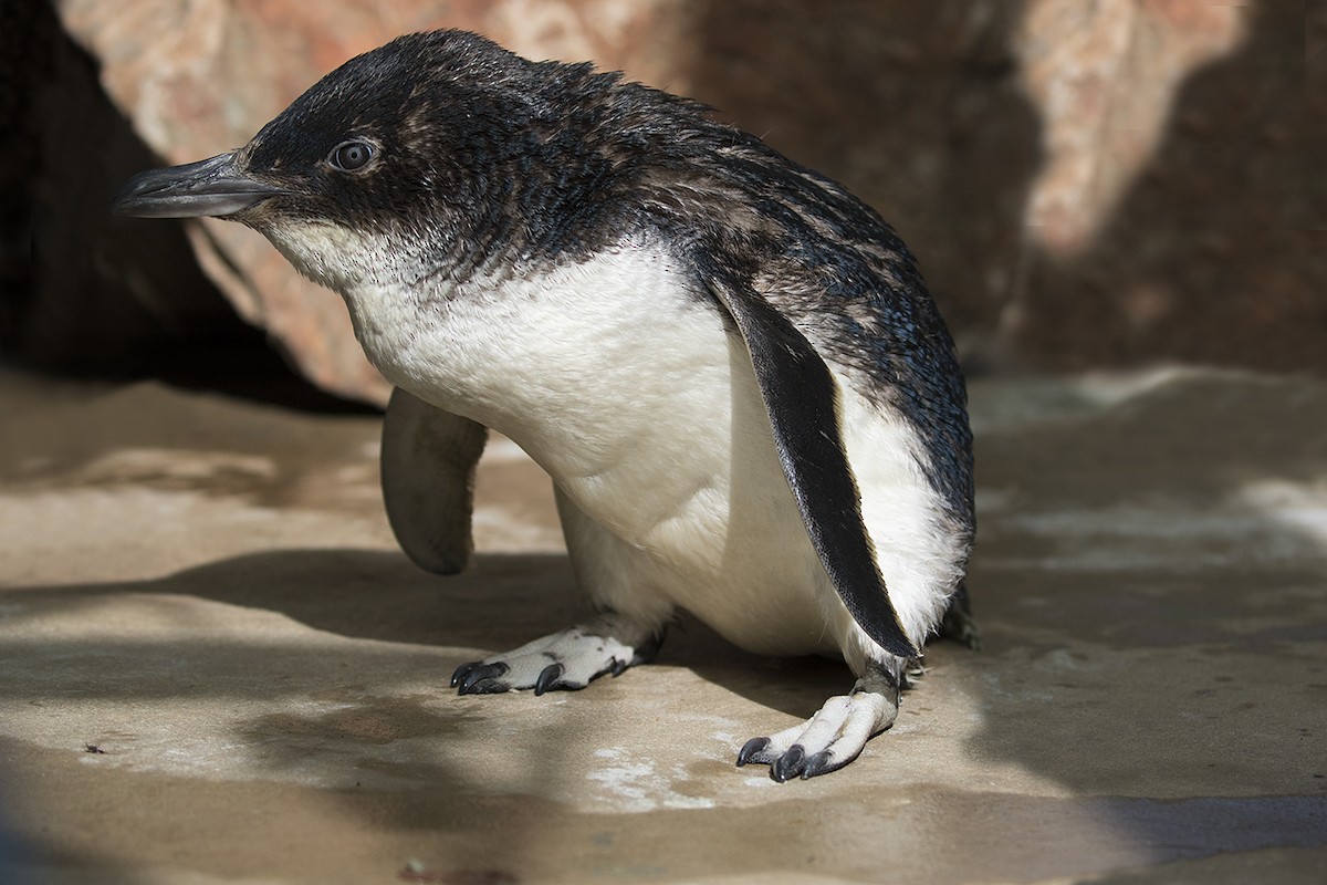 コビトペンギン - ML206208261