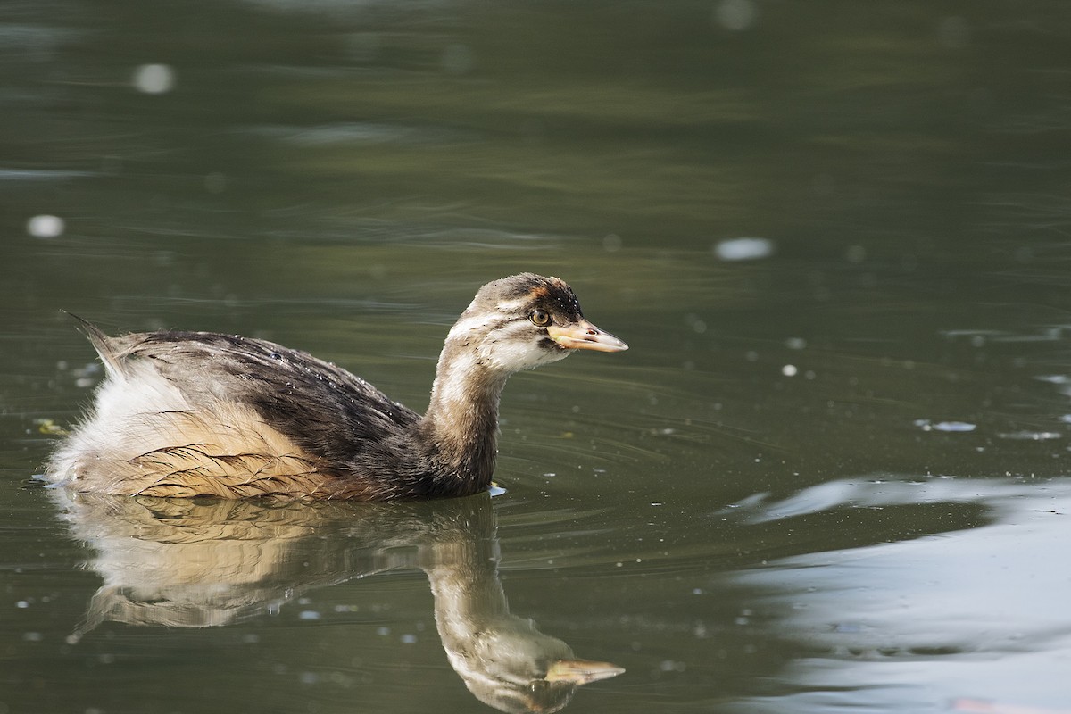 Australasian Grebe - Leslie George