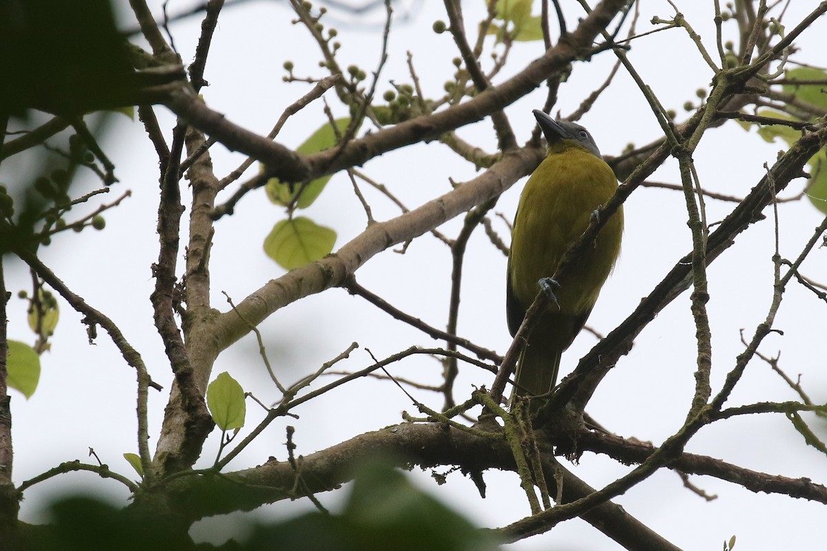 Green-breasted Bushshrike - ML206208611