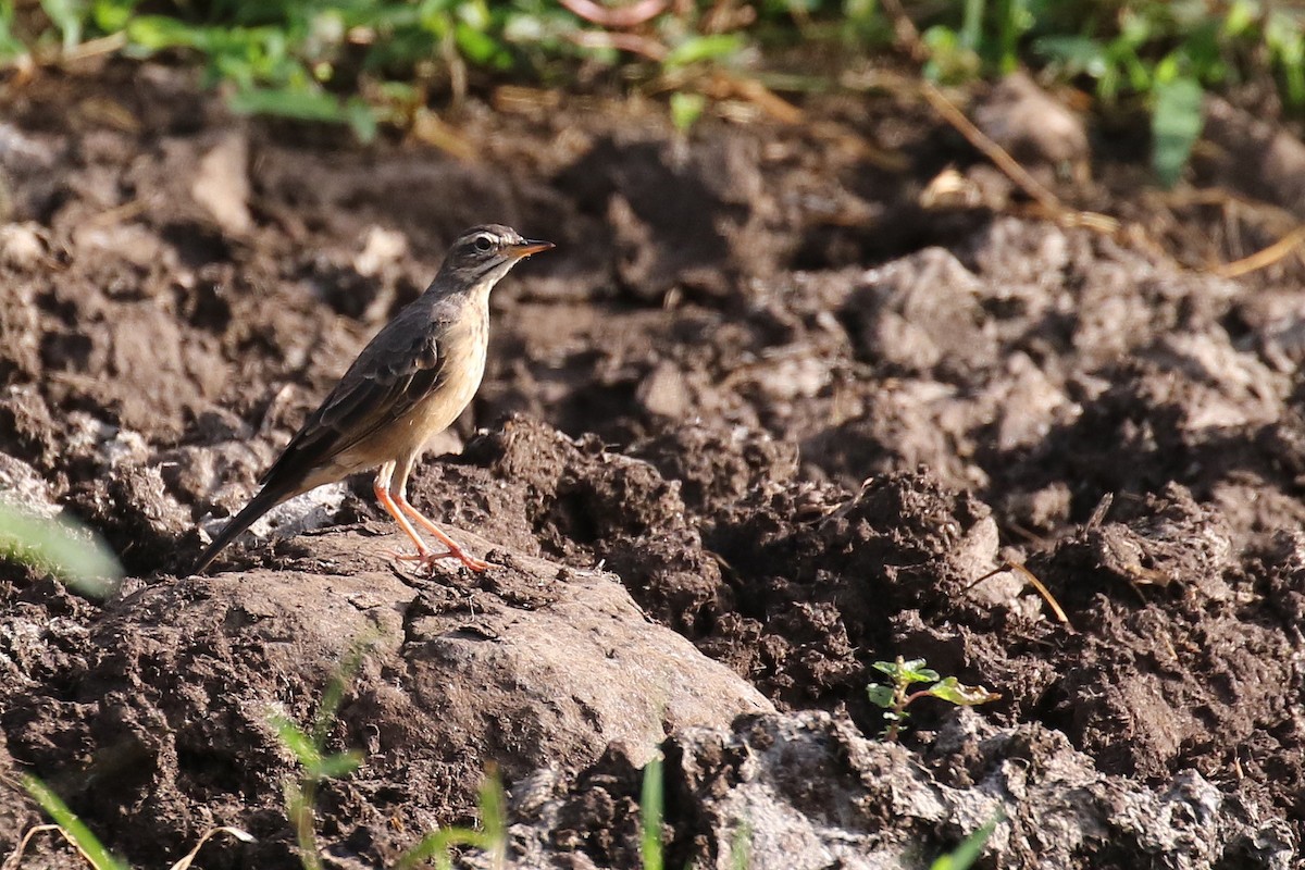 Pipit à longues pattes - ML206208721