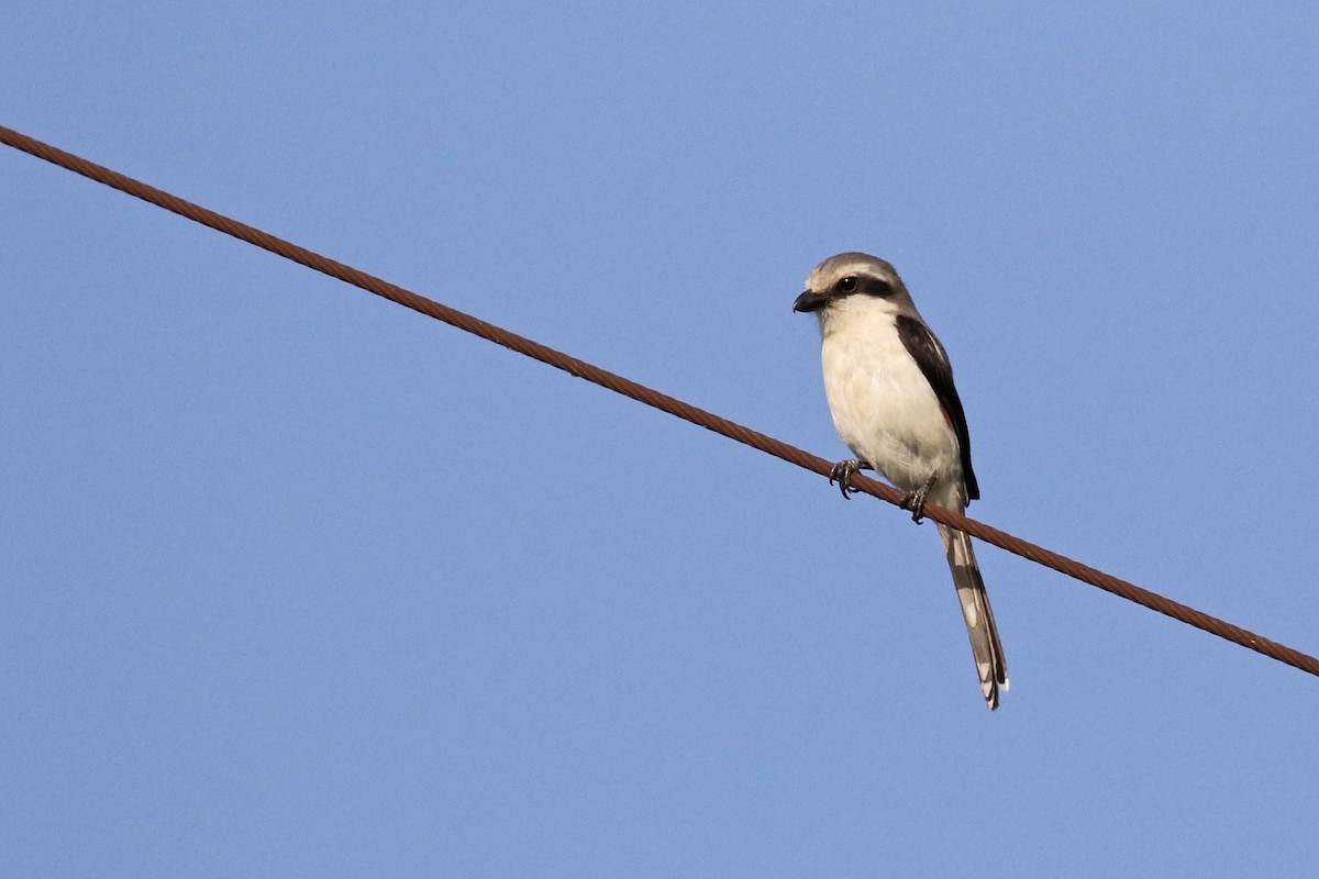 Mackinnon's Shrike - ML206208741