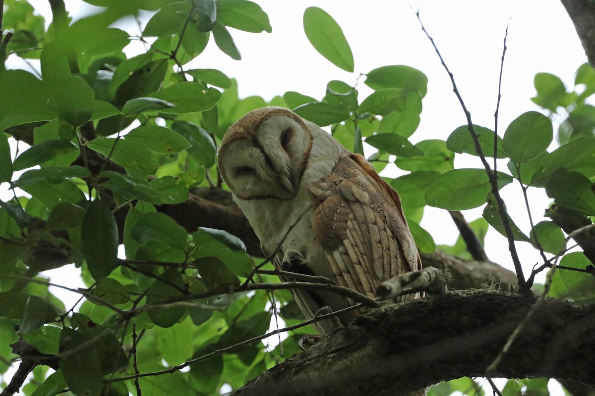 Barn Owl (American) - ML206208771