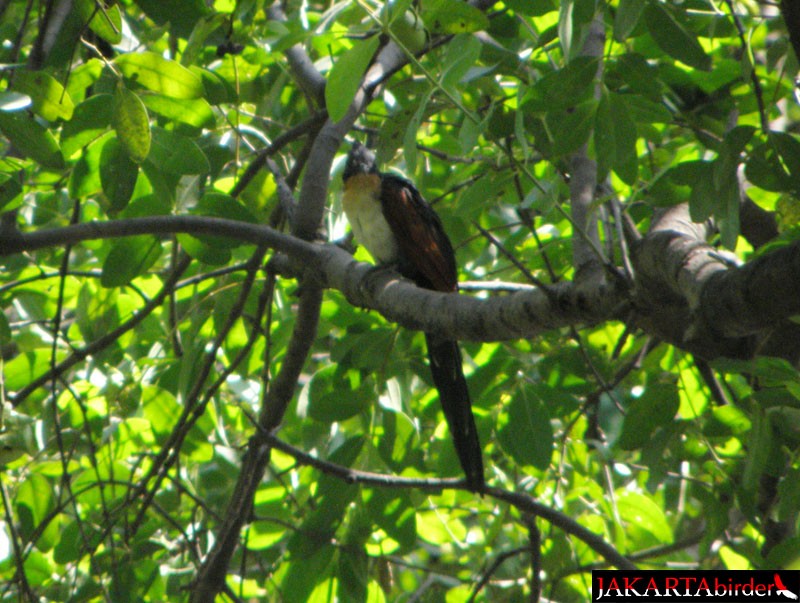 Chestnut-winged Cuckoo - Boas Emmanuel