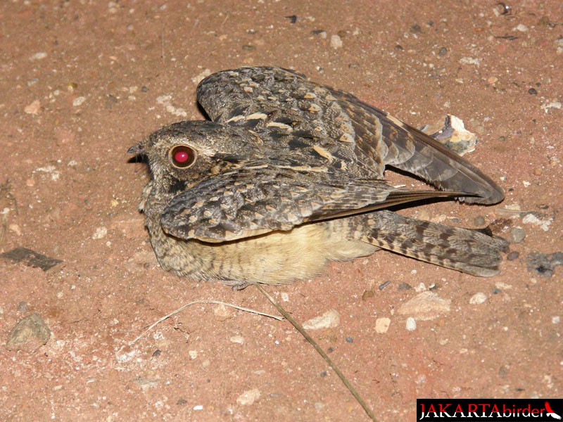 Savanna Nightjar - ML206208931