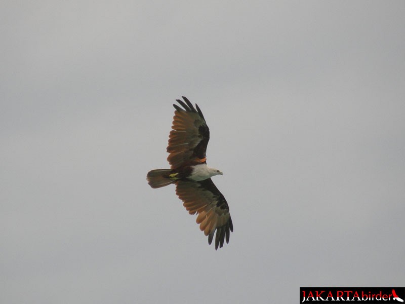 Brahminy Kite - Boas Emmanuel