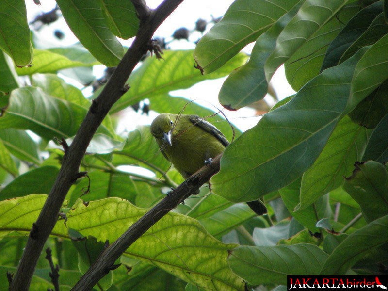 Common Iora - Boas Emmanuel