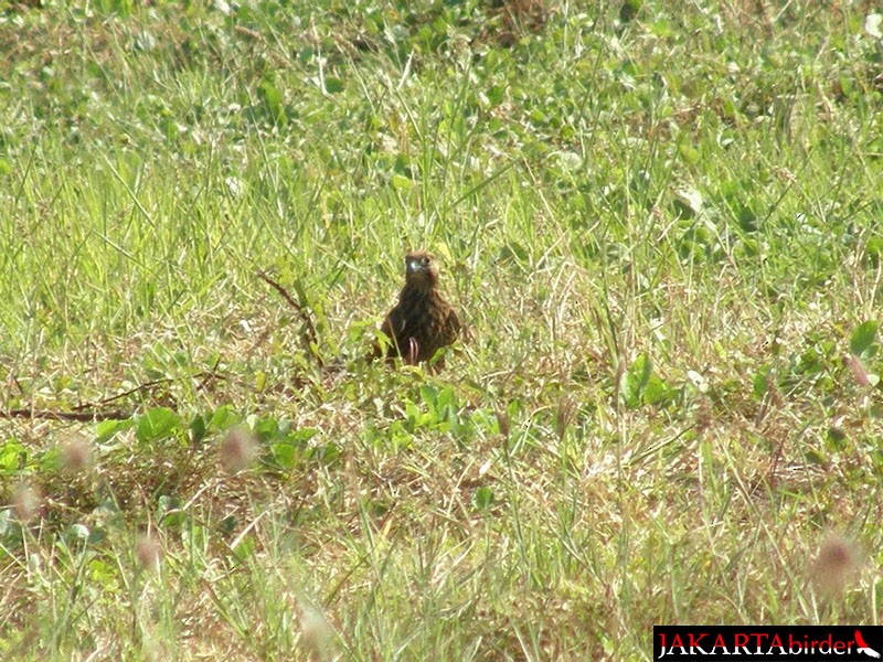 Spotted Kestrel - ML206208981