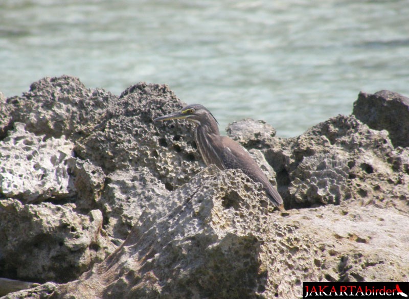 Striated Heron (Old World) - ML206209061