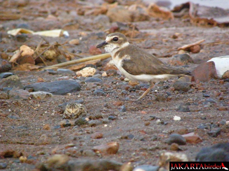 Javan Plover - ML206209131