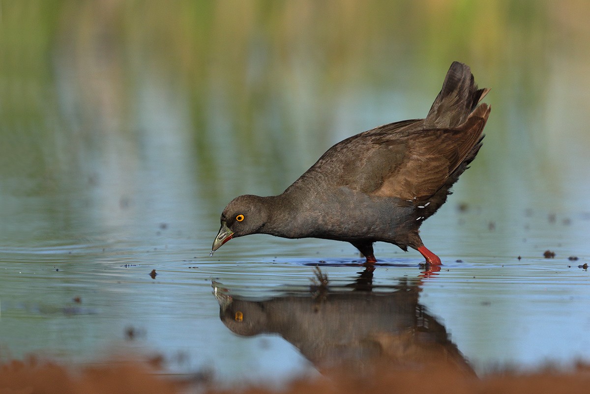 Gallinule aborigène - ML206209171