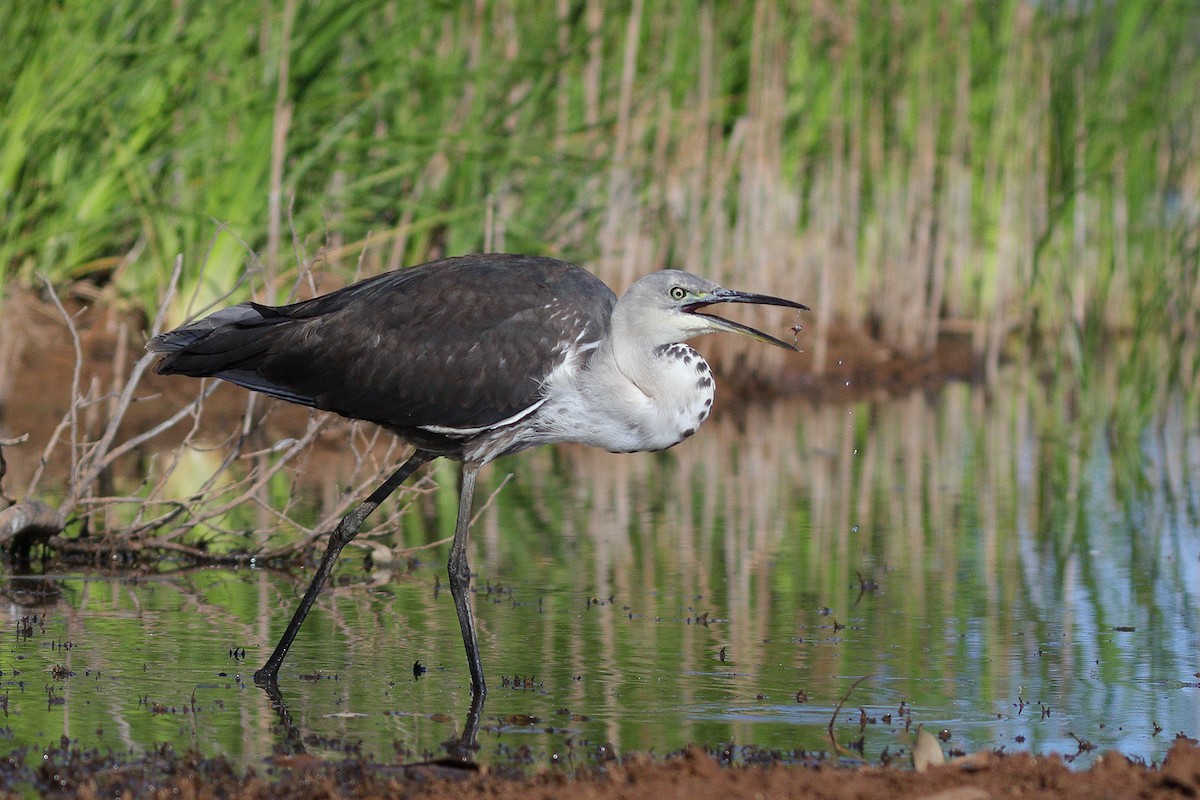 Pacific Heron - ML206209341