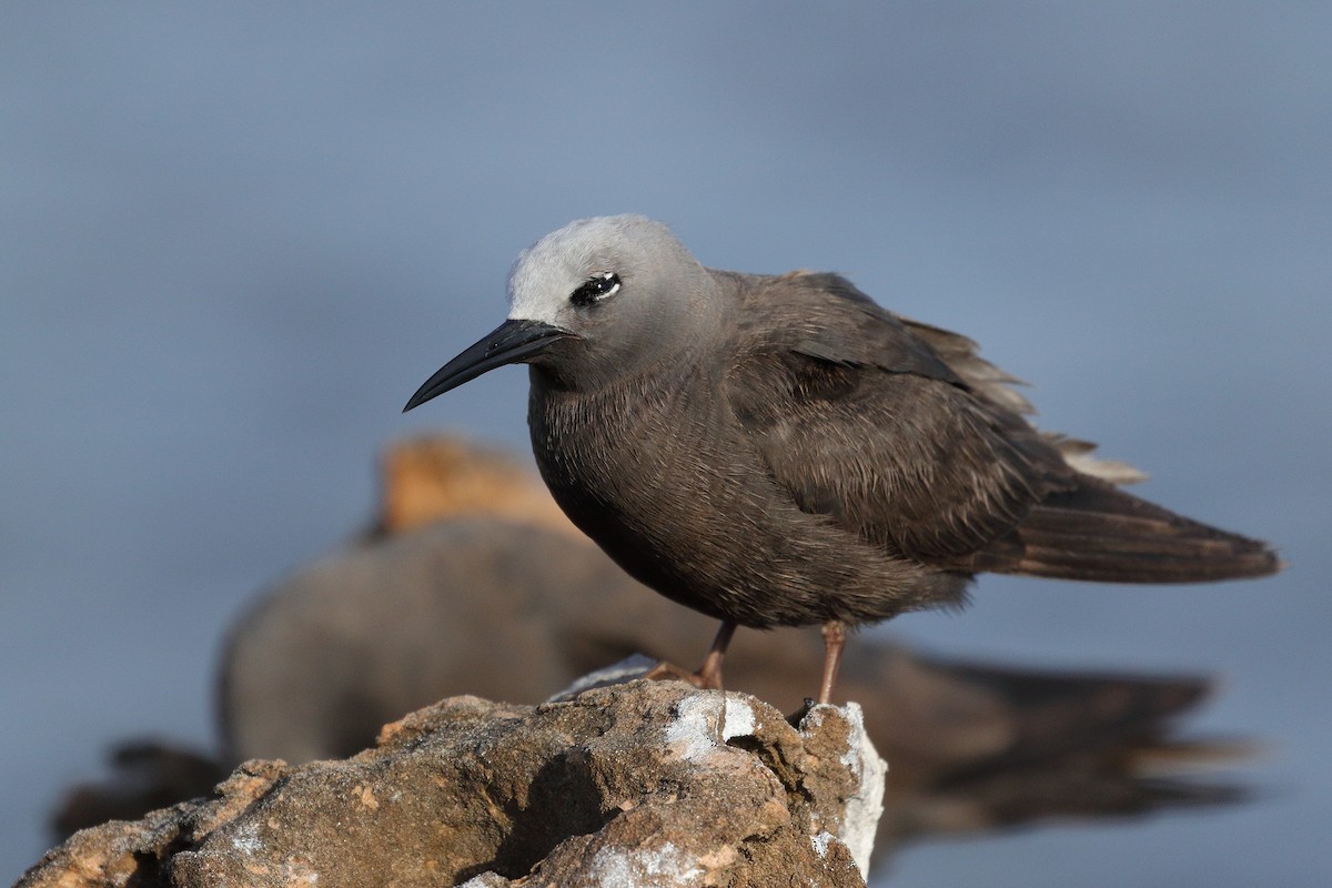 Lesser Noddy - ML206209361