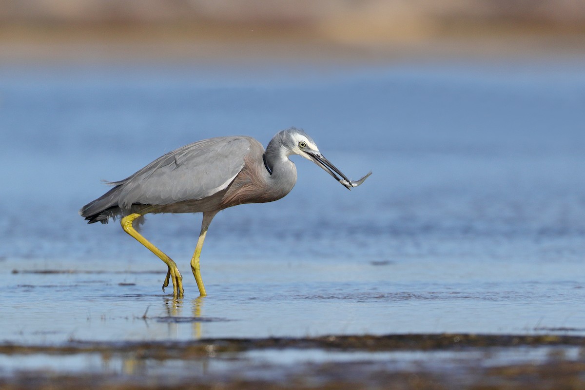 White-faced Heron - ML206209371