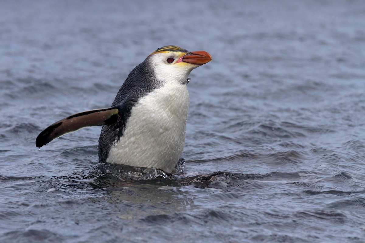 Royal Penguin - ML206209441