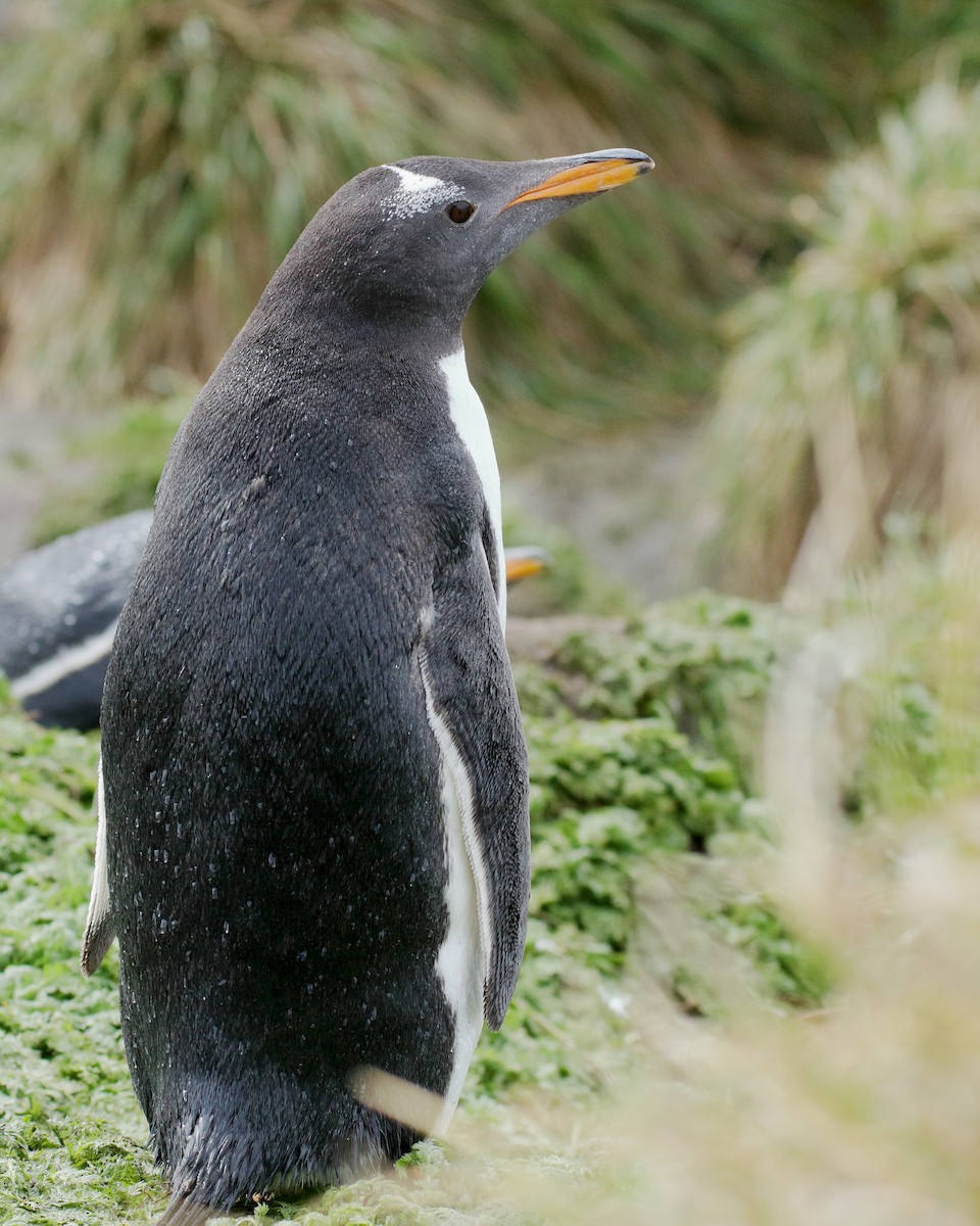 Gentoo Penguin - ML206209461
