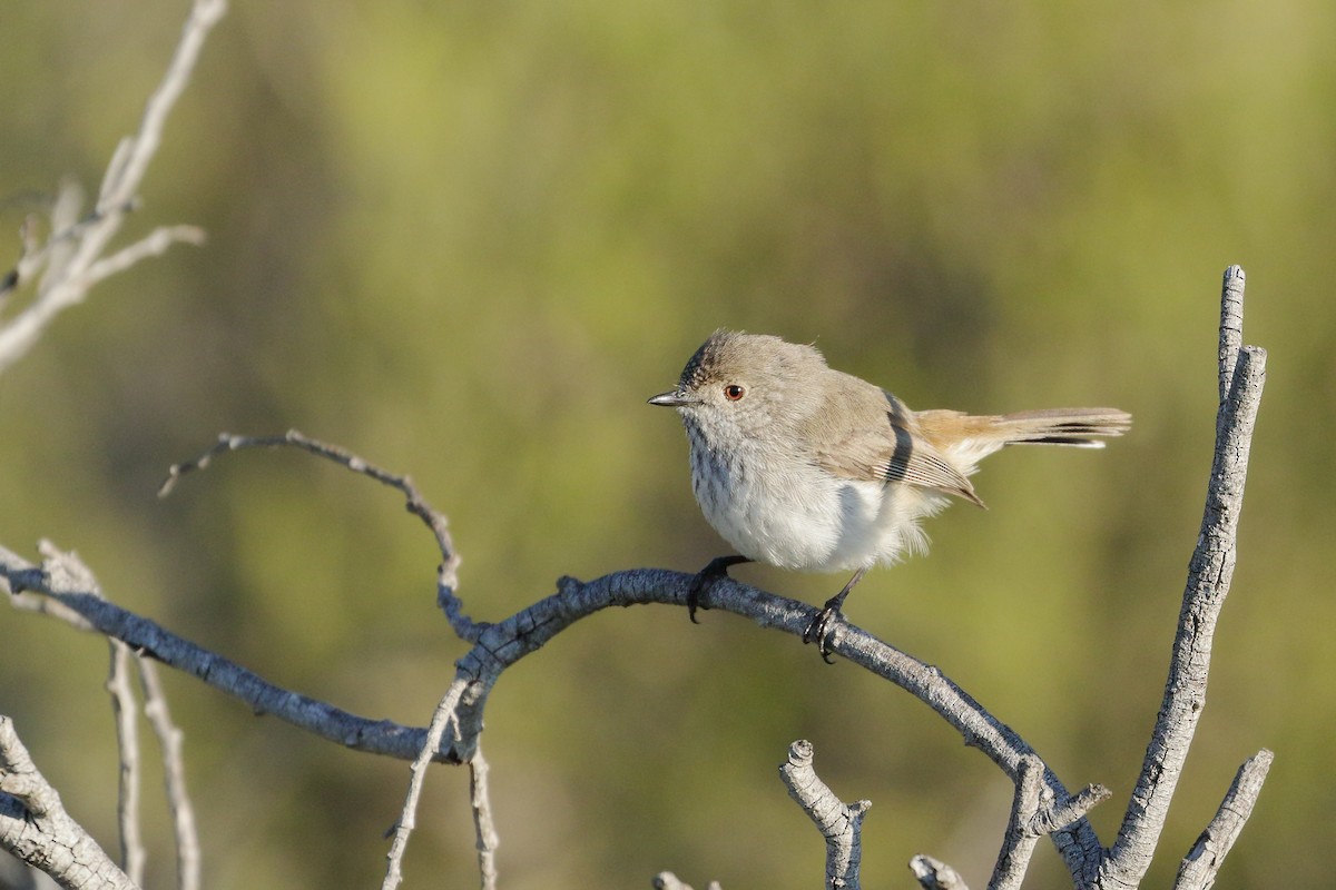 Inland Thornbill - Leslie George