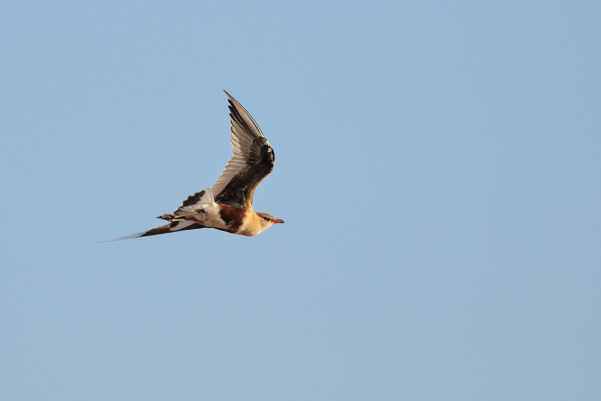 Australian Pratincole - ML206209571