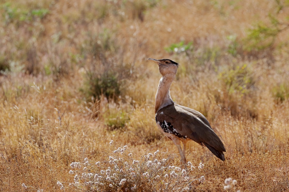 Australian Bustard - ML206209581