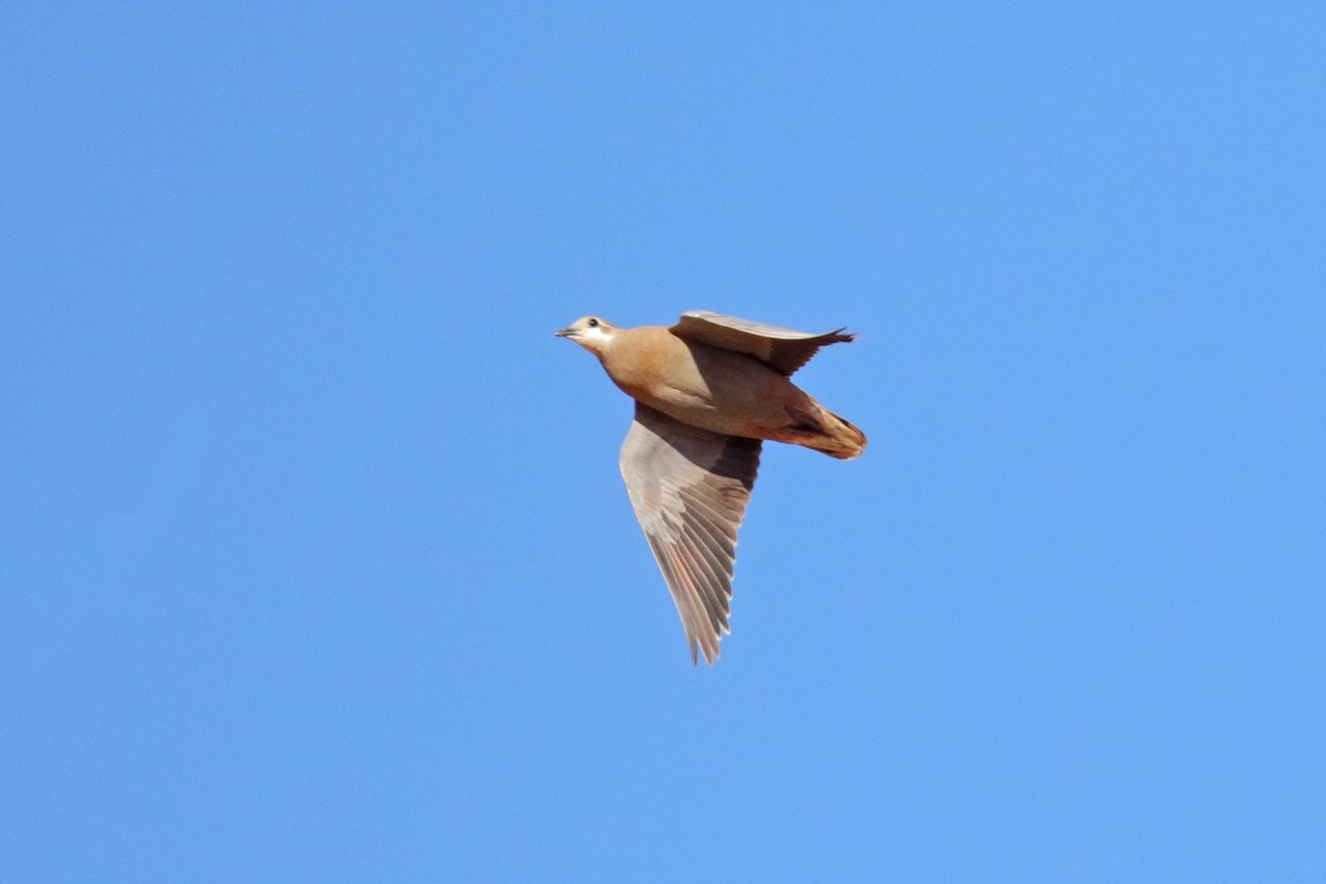 Flock Bronzewing - ML206209591