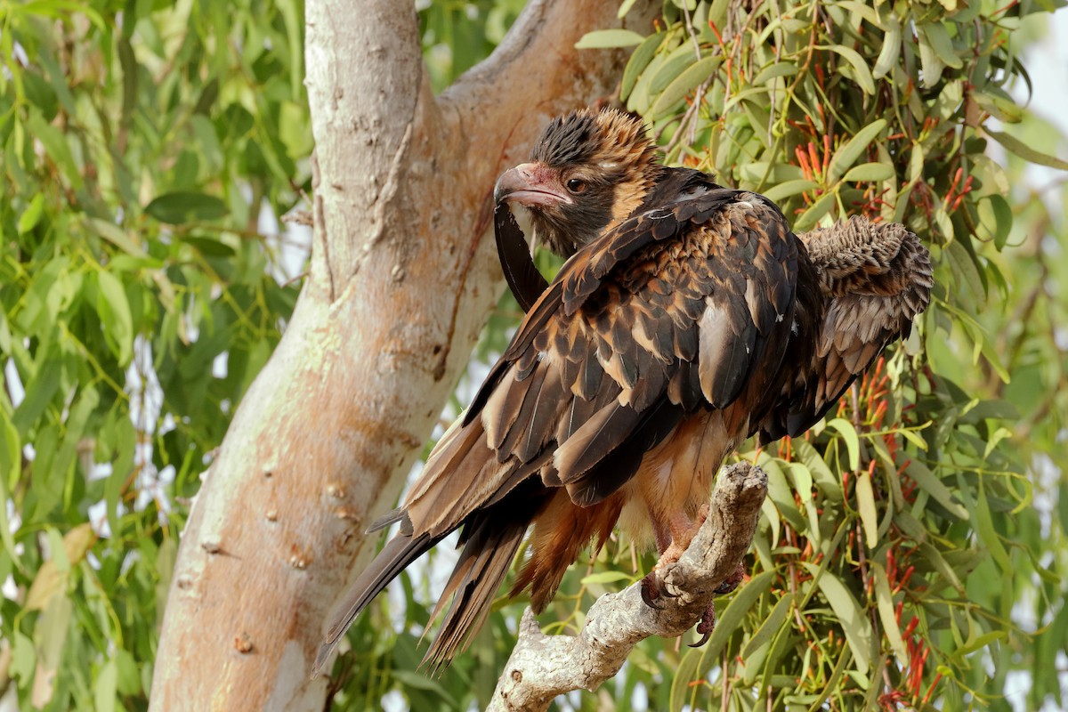 Black-breasted Kite - ML206209641