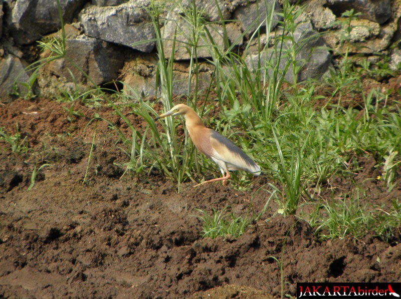 Javan Pond-Heron - ML206209861