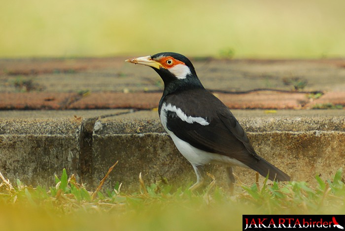 Javan Pied Starling - Boas Emmanuel