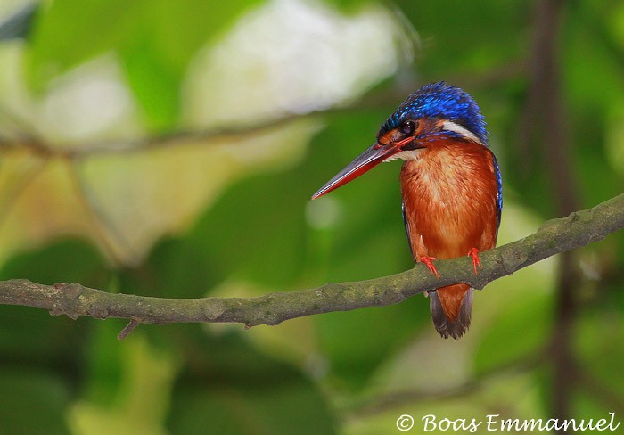 Blue-eared Kingfisher - ML206209931