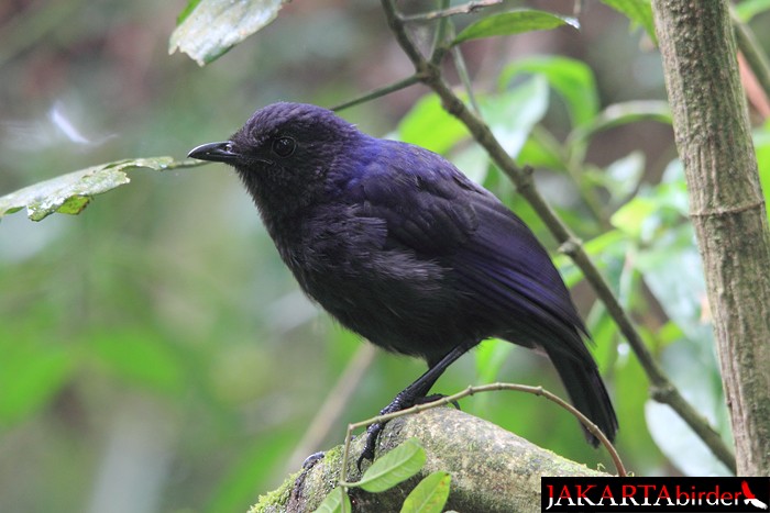 Javan Whistling-Thrush - Boas Emmanuel