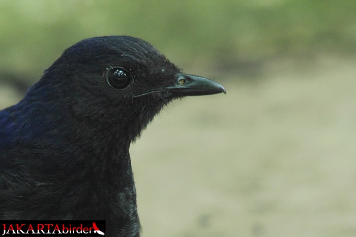 Javan Whistling-Thrush - Boas Emmanuel