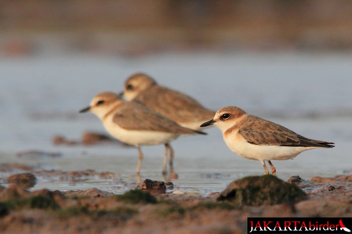 Javan Plover - ML206210081