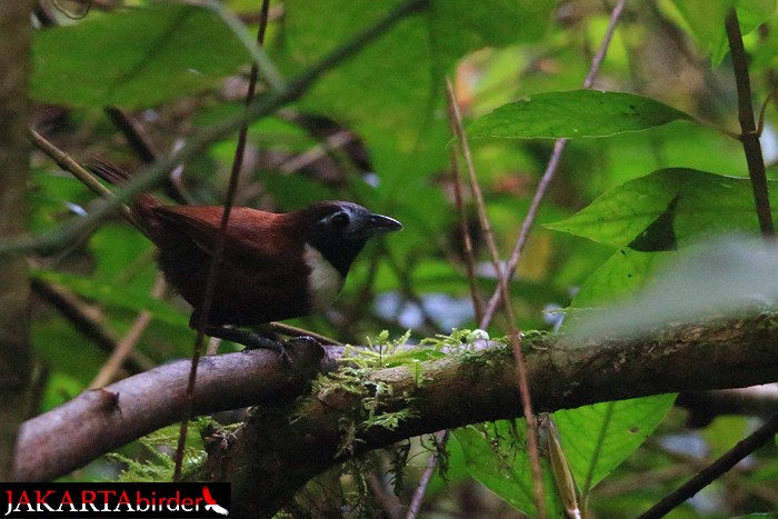 White-bibbed Babbler - ML206210181